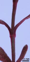 Hypericum rubicundulum quadrangular stem and ruddy stem and leaves.
 © Landcare Research 2010 
